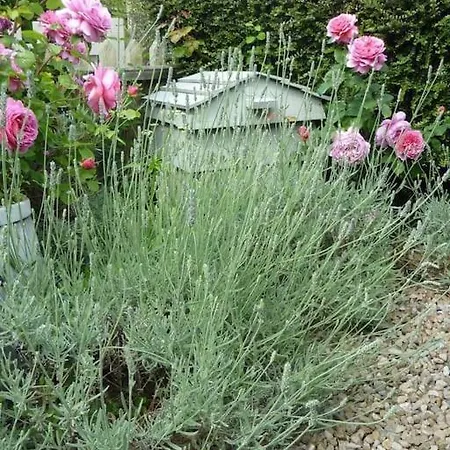 Feriehus Lavender